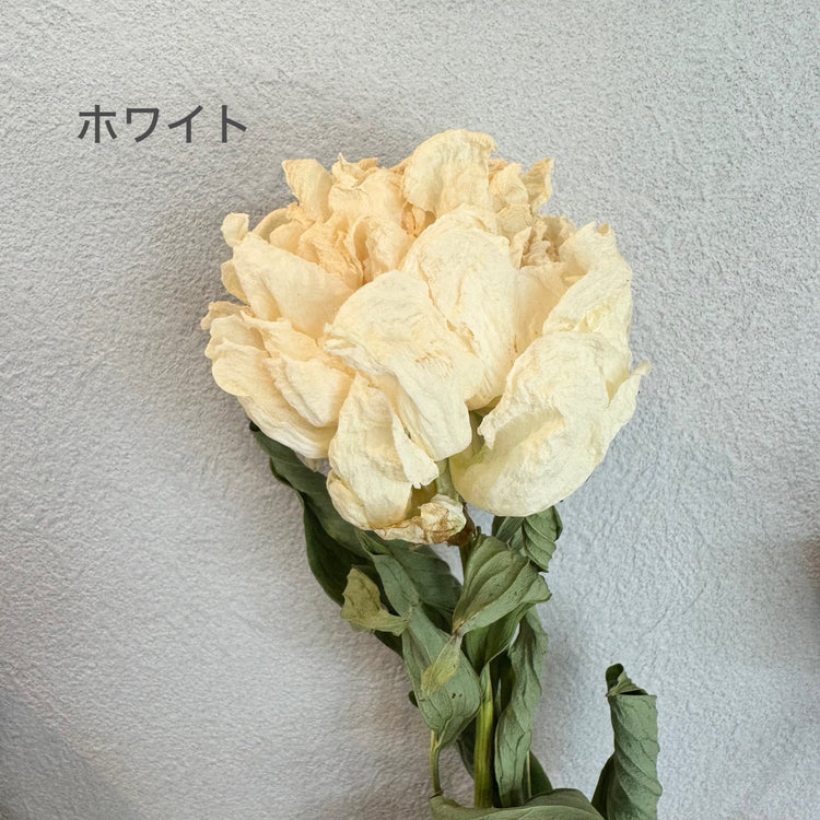 初夏シャクヤクドライフラワー3本セット.