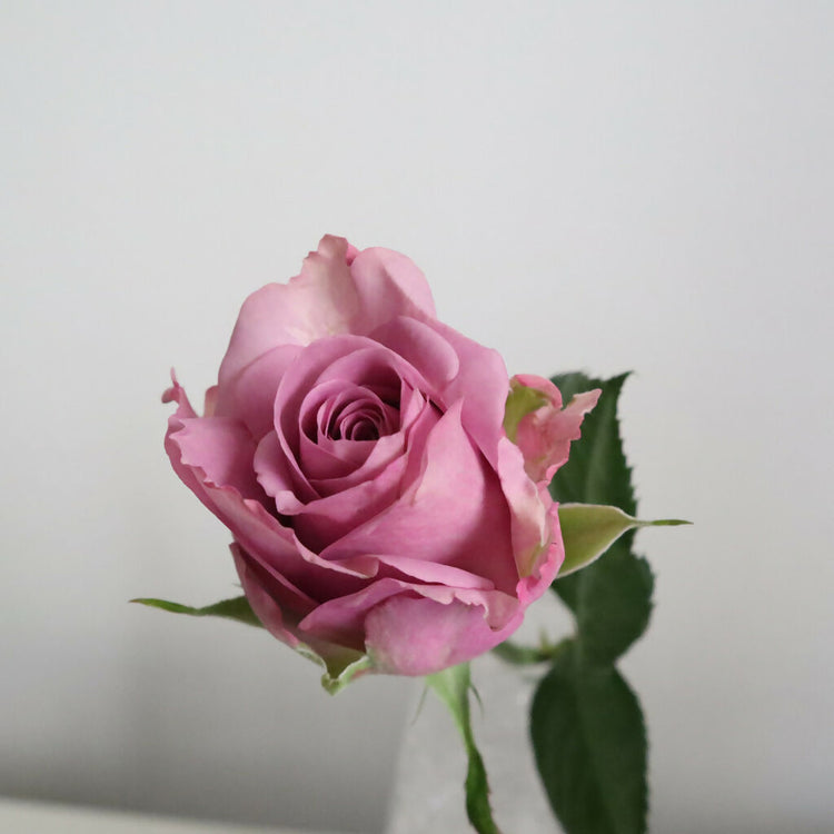 【産地直送】榊原薔薇園のバラ20本
