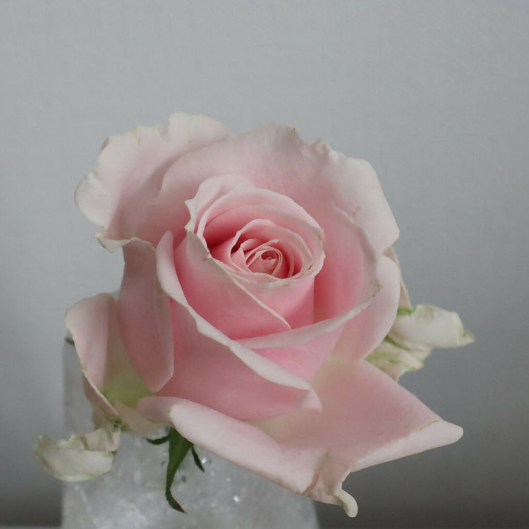 【産地直送】榊原薔薇園のバラ20本