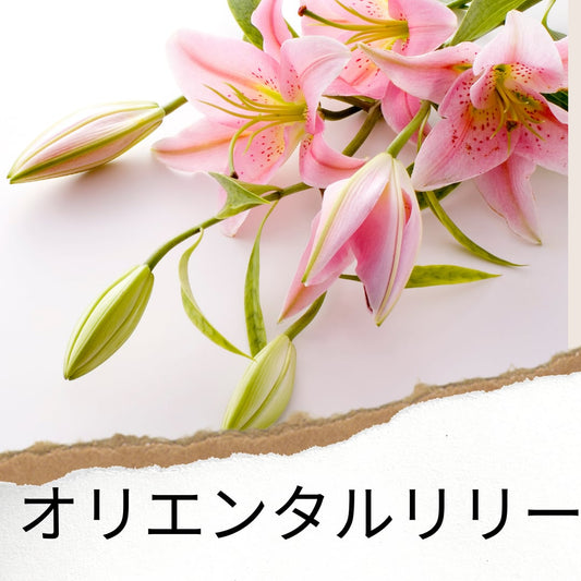 『産地直送』オリエンタルユリ4本セット【隔週発送】配送日指定不可