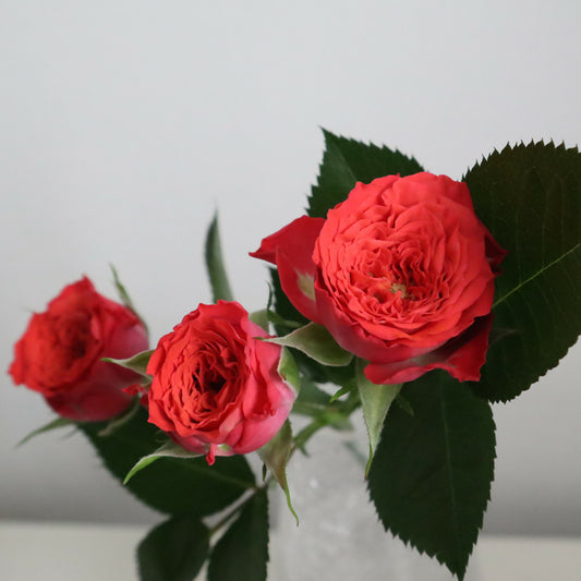 【産地直送】榊原薔薇園のバラ20本