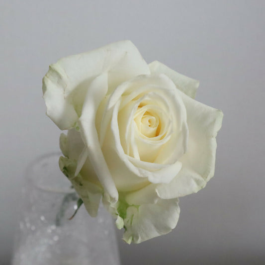 【産地直送】榊原薔薇園のバラ20本
