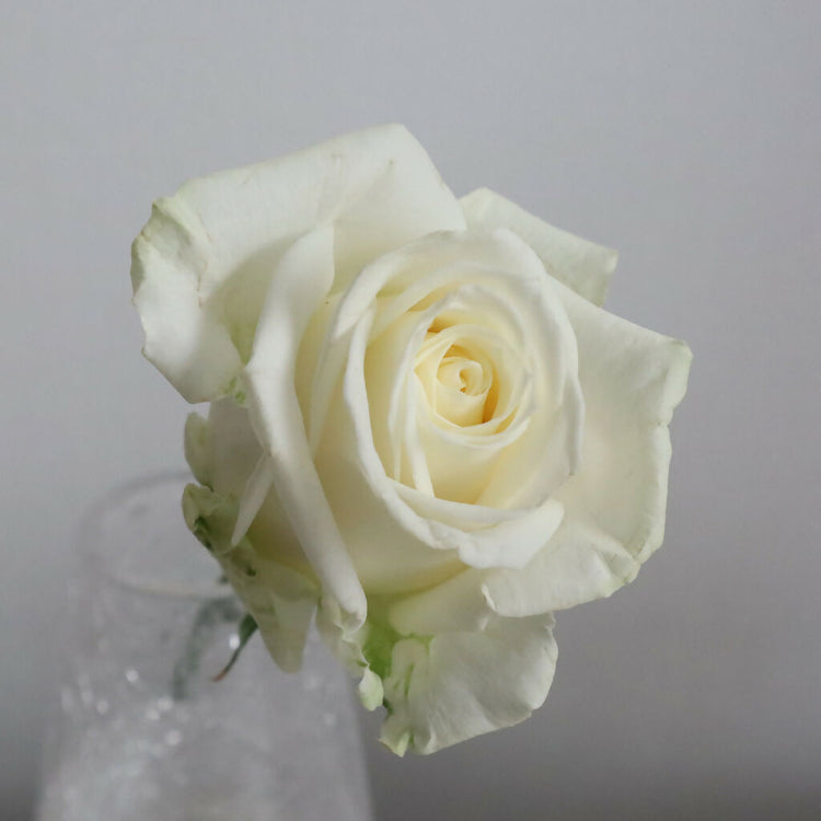 【産地直送】榊原薔薇園のバラ20本