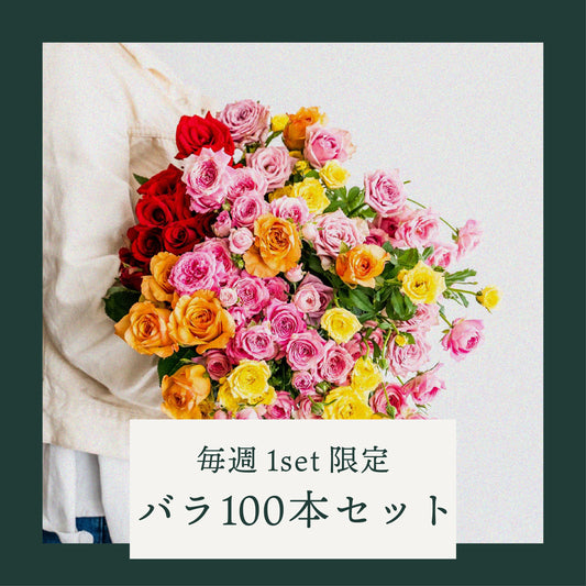 【1週間後発送】【毎週1set限定】バラ100本セット
