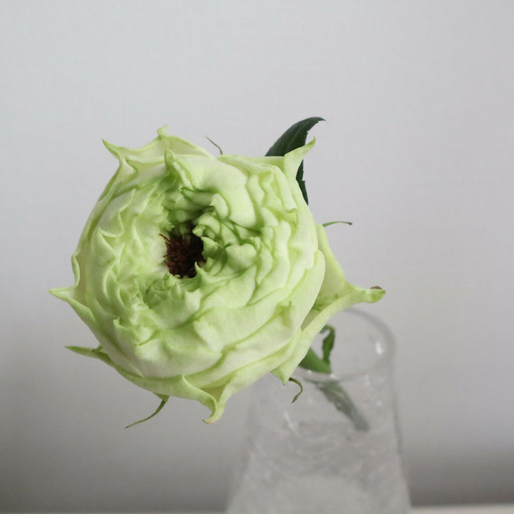 【産地直送】榊原薔薇園のバラ20本