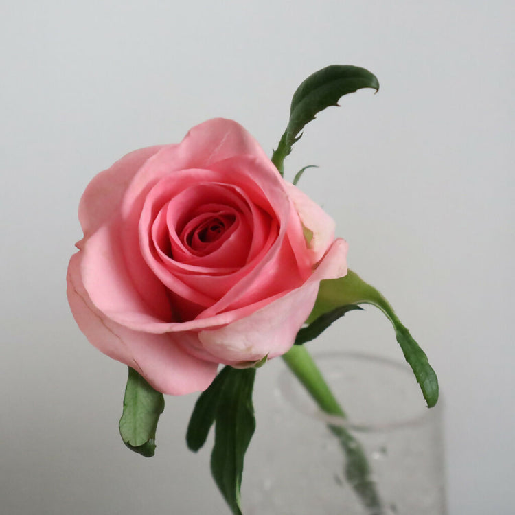 【産地直送】榊原薔薇園のバラ20本